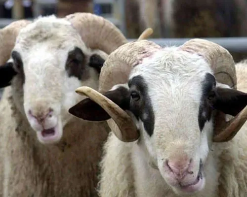 Uygun Fiyat Garantisi