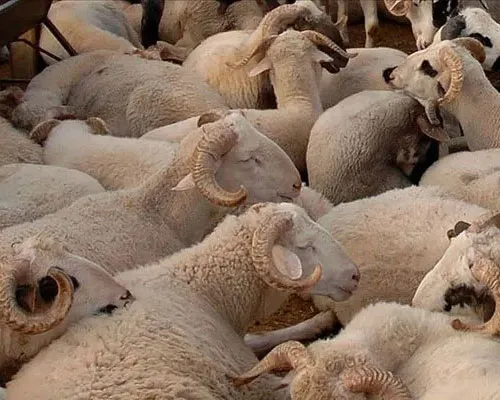 Adaklık Kurban Bağışı